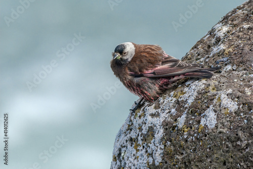 Grey-crowned Rosy-Finch (Leucosticte tephrocotis maxima) St. George Island, Pribilof Islands, Alaska, USA photo