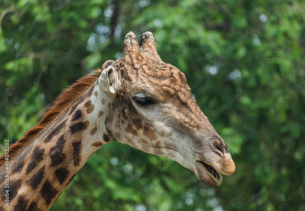 Obraz premium Giraffe