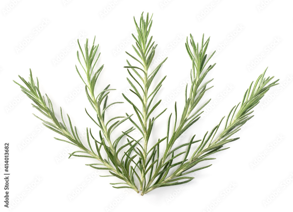 Fototapeta premium fresh curry plant isolated on white background, top view