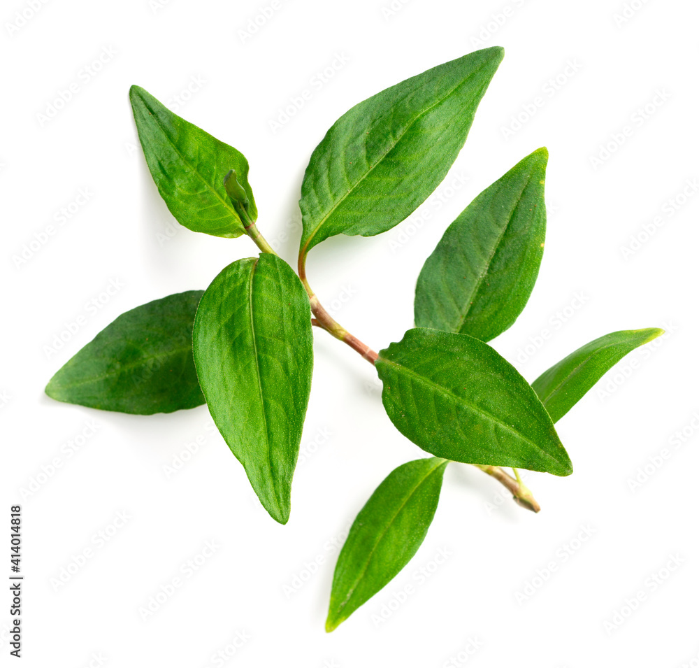 fresh laksa herb isolated on white background fresh laksa herb isolated on white background