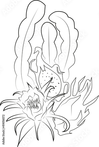 Coloring pages. Fruits, plants, flowers, leaves, trees, berries, beautiful women. Coloring for adults. Anti-stress coloring. Floral, tropical, nature themes to color.