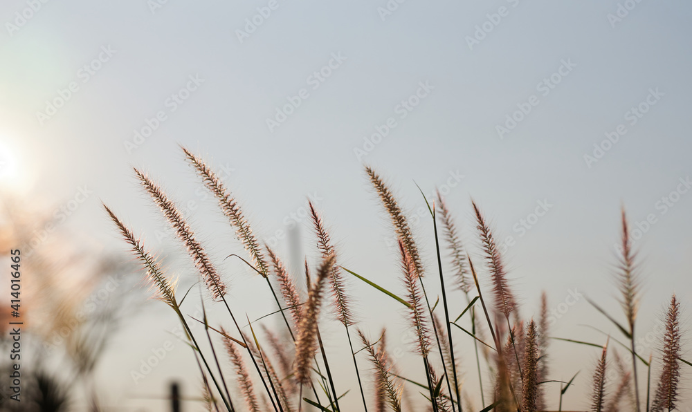 Fototapeta premium Fur foxtail grass on a sunny day