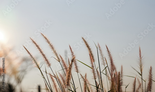 Fur foxtail grass on a sunny day
