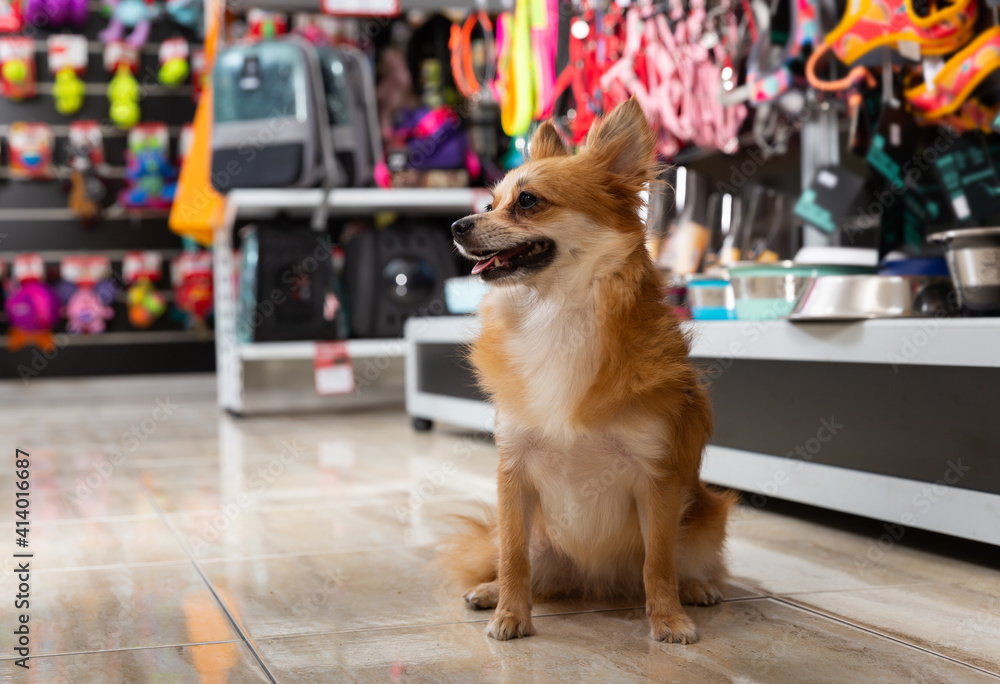 Fototapeta premium Little cute doggy walking in pet shop on background of shelves with dog accessories