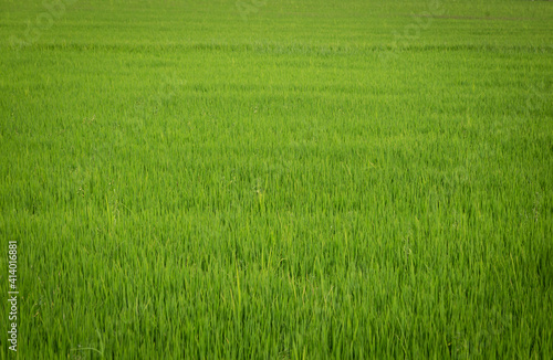 Green rice fields for the background.
