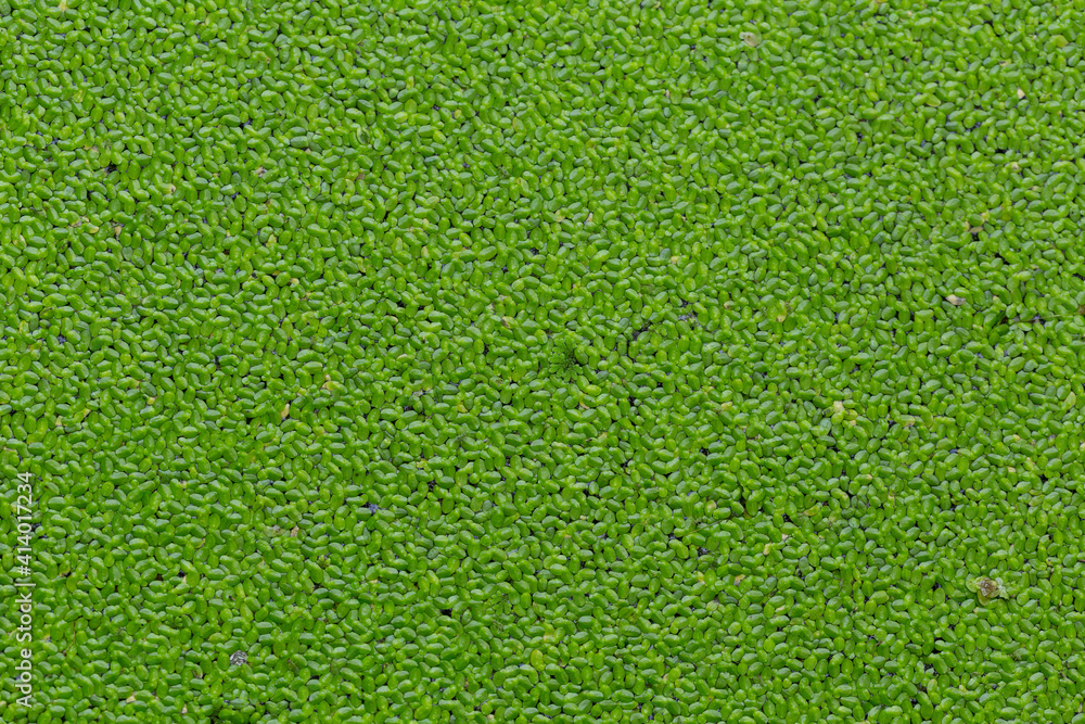 Lemnoideae known as duckweeds, water lentils, or water lenses. They float on or just beneath the surface of still or slow-moving bodies of fresh water and wetlands. Lemnoideae known as duckweeds, water lentils, or water lenses. They float on or just beneath the surface of still or slow-moving bodies of fresh water and wetlands.