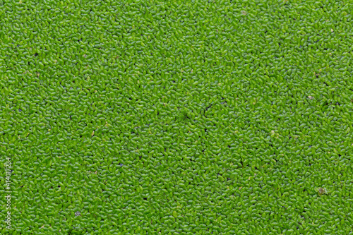 Lemnoideae known as duckweeds, water lentils, or water lenses. They float on or just beneath the surface of still or slow-moving bodies of fresh water and wetlands.