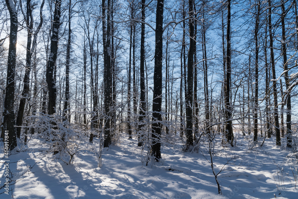 Obraz premium Bright snowy forest