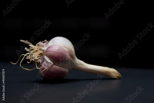 Ripe head of garlic on dark isolated desk