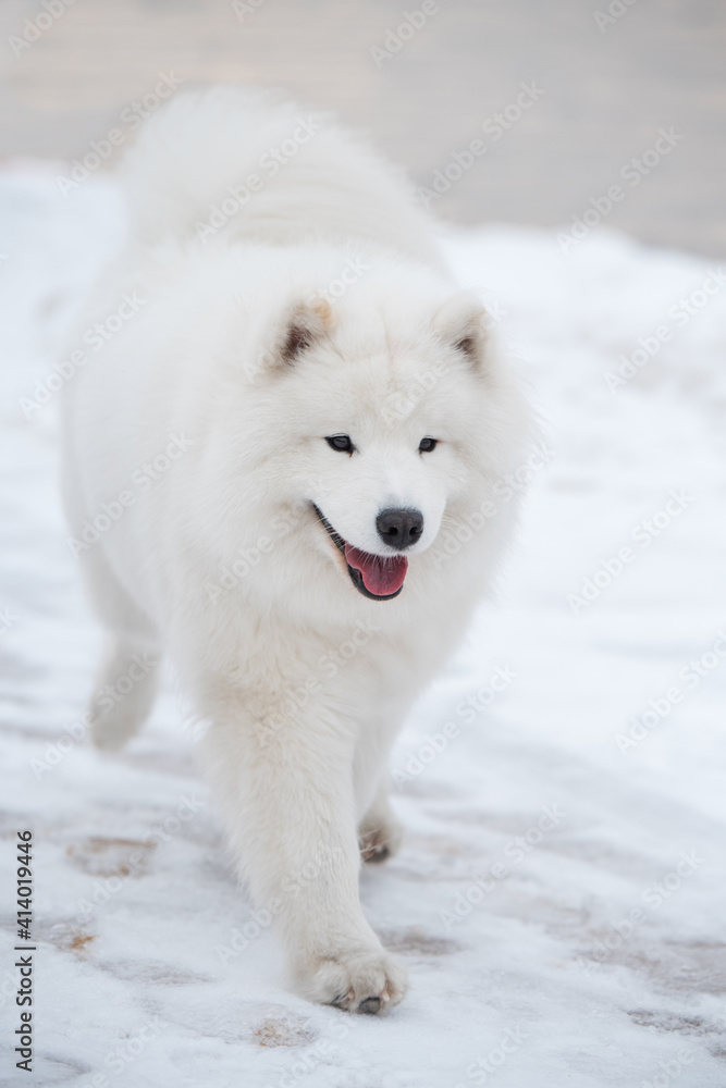 Samoyed white dog is running on snow beach in Latvia Samoyed white dog is running on snow beach in Latvia
