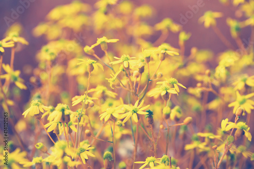 beautiful yellow spring summer wild flowers field, vintage sunny floral background