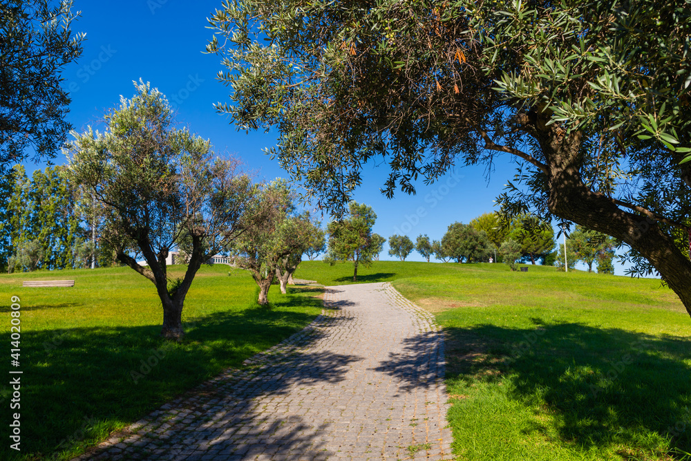 Fototapeta premium Path between old olive trees in city park