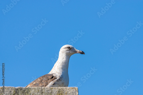 Close up portrait of a seagull or Western gull, Larus occidentalis