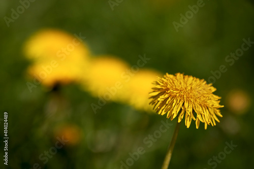 one dandelion blossom in focus  others blurry in the background