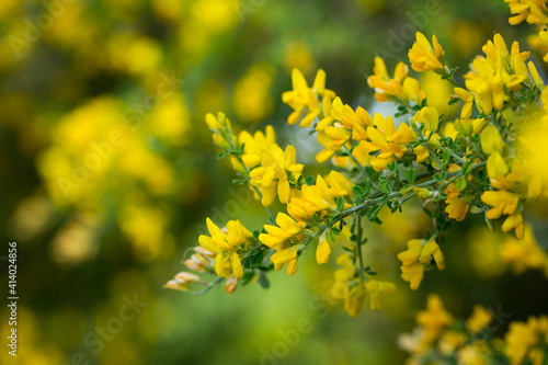 Yellow flowers of the plant Teline canariensis. High quality photo