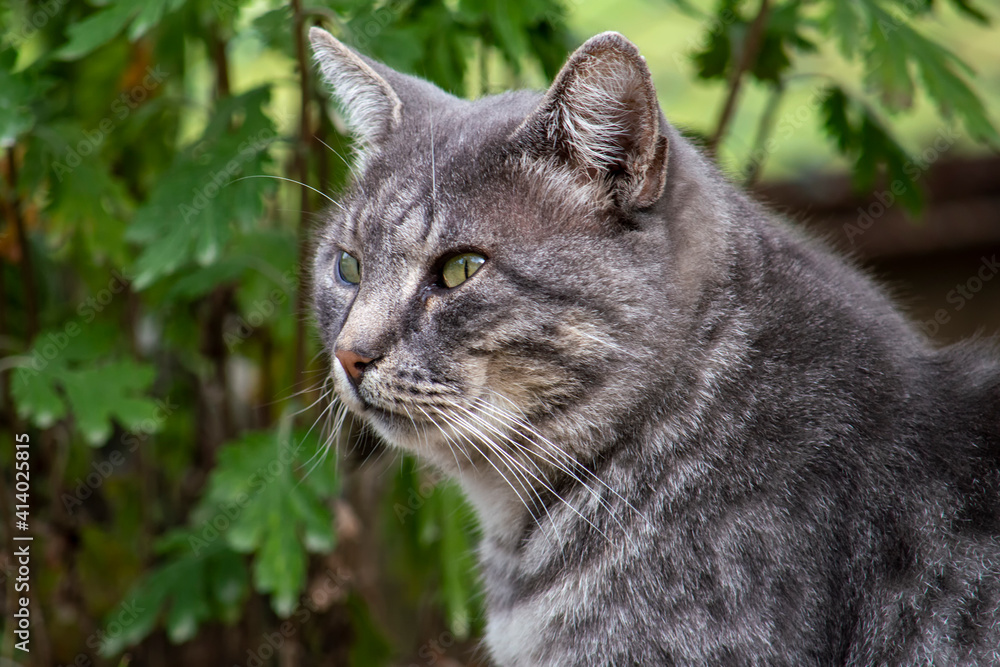 Grey striped cat looks to the side. Against the backdrop of rustic vegetation in the summer.
