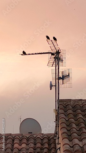 Aves en el tejado
