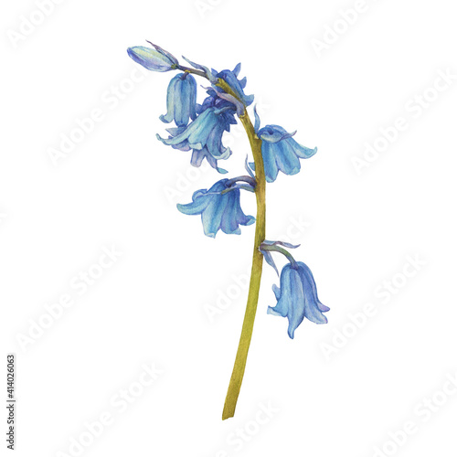 Blue hyacinthus flower (bluebell, Hyacinthoides massartiana, wild hyacinth, fairy flower, bell bottle, snowdrop). Watercolor hand drawn painting illustration isolated on white background.  photo