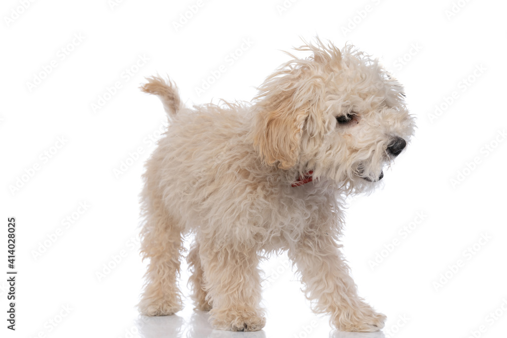 caniche dog barking aggressively and wearing a red bowtie caniche dog barking aggressively and wearing a red bowtie