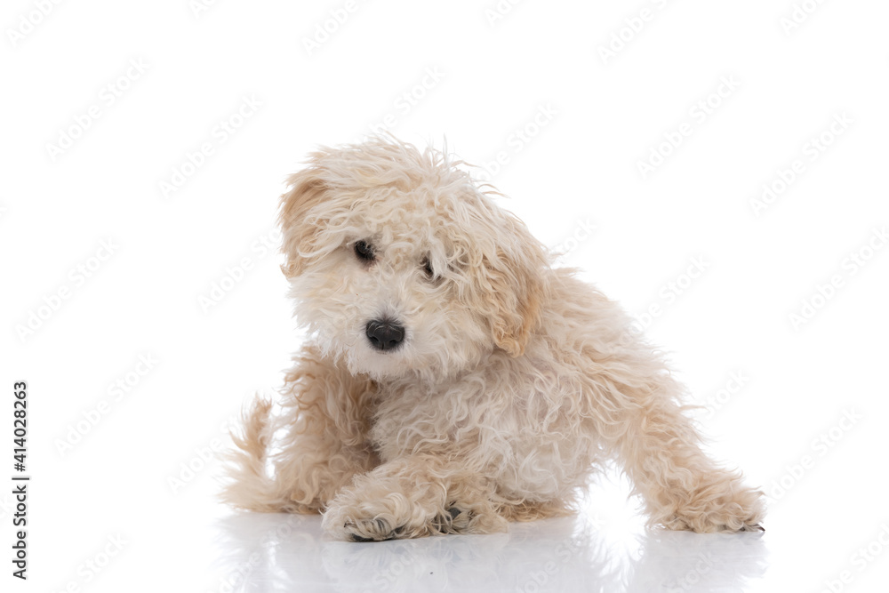sweet caniche dog standing with his paws down sweet caniche dog standing with his paws down