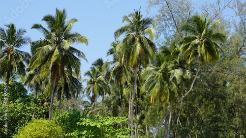 Fototapeta Naklejka Na Ścianę i Meble -  palm trees at the Phra Thong Bay on Ko Phra Thong Island, Southern Thailand, February