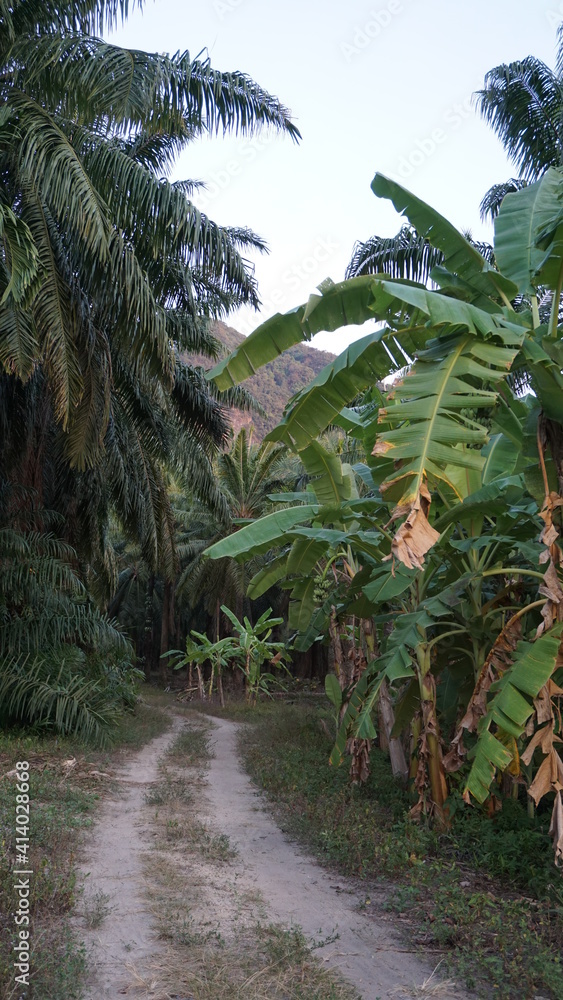 a hiking trail in Ao Luek, Krabi, Southern Thailand, March a hiking trail in Ao Luek, Krabi, Southern Thailand, March