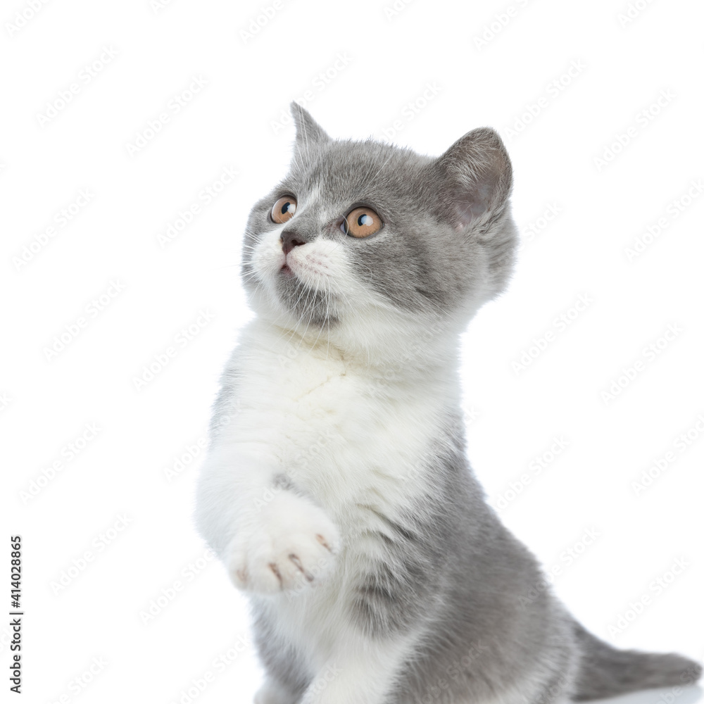 british shorthair cub cat hitting something with her paw