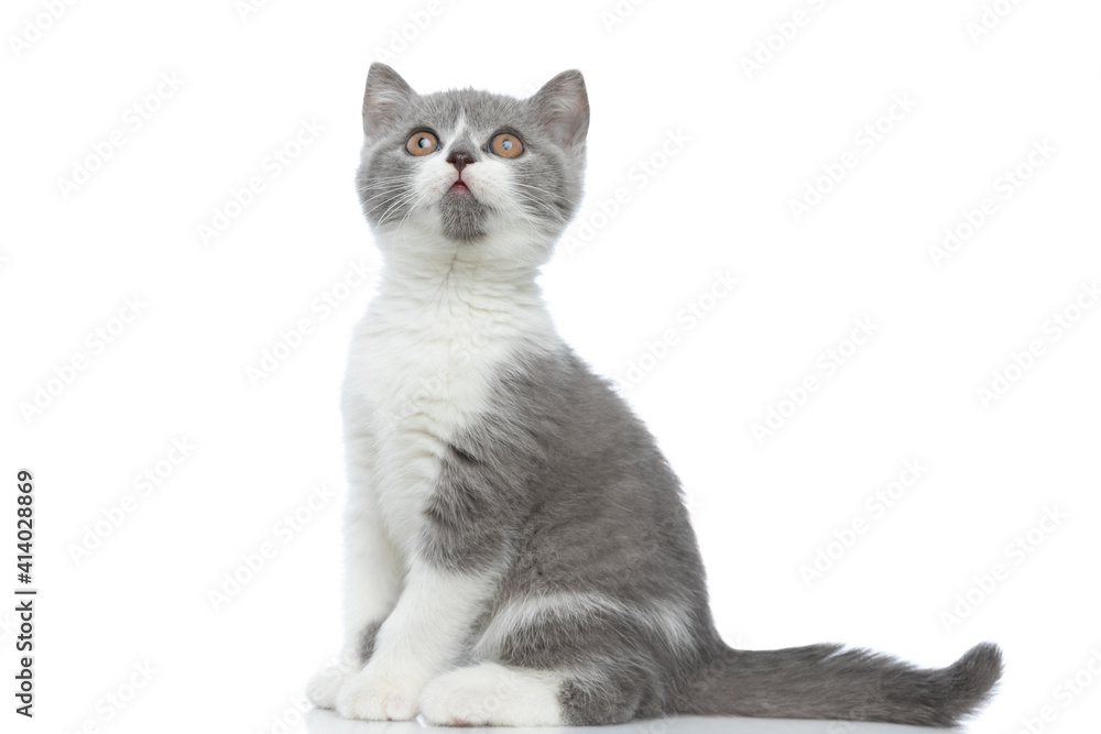 little british shorthair cat sitting to a side