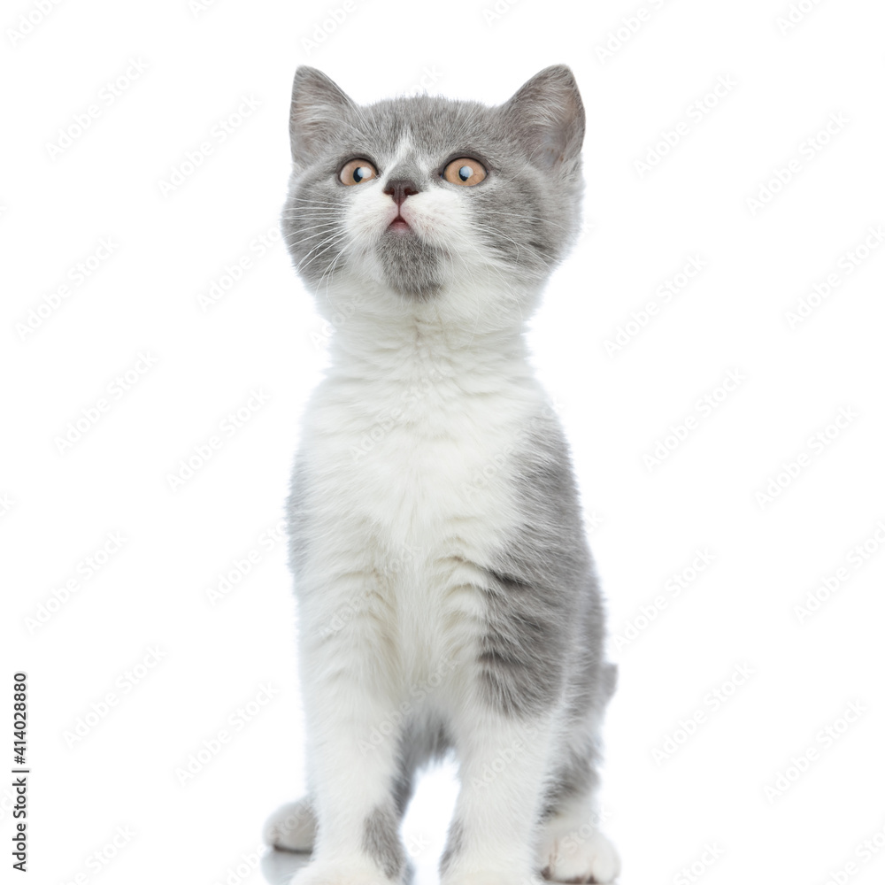 little british shorthair cat standing and looking at the camera
