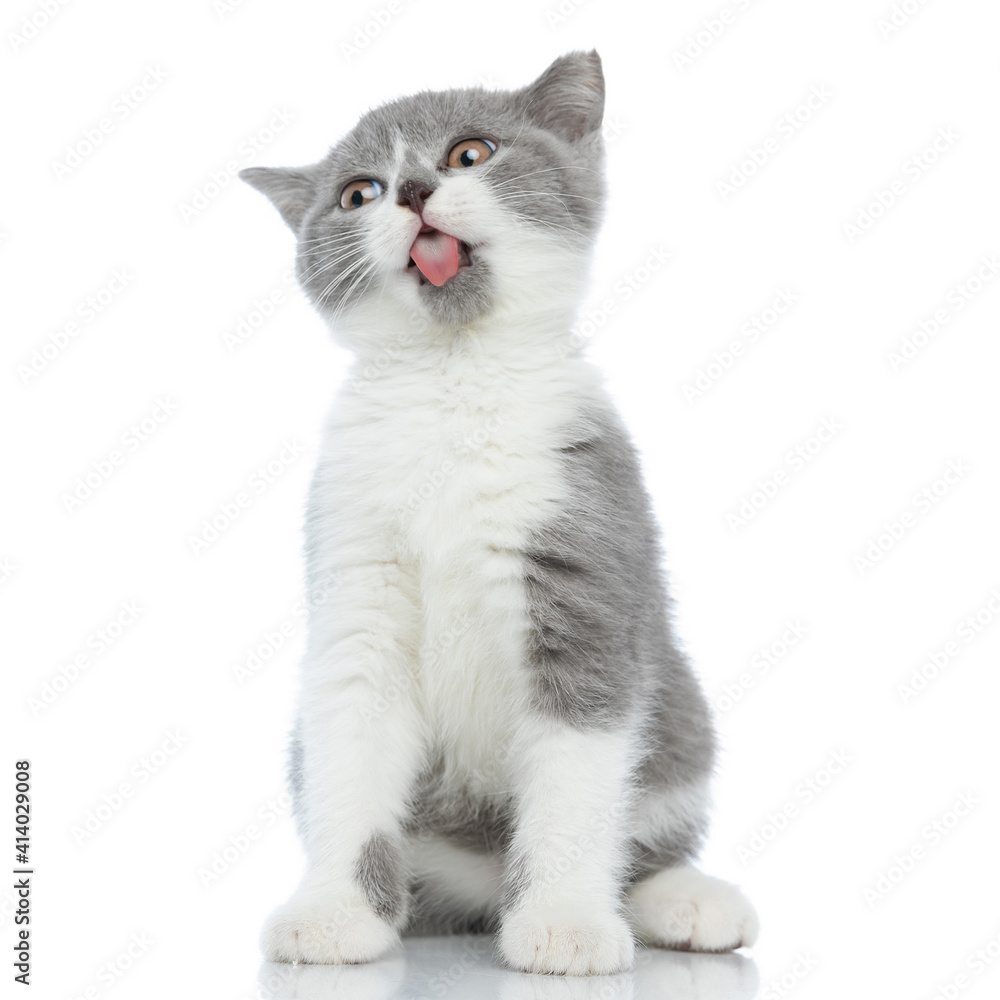 british shorthair cat sticking his tongue out at the camera