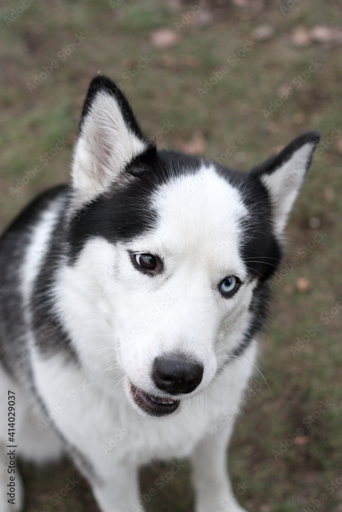 Closeup head of husky dogs with eyes of different colors.
