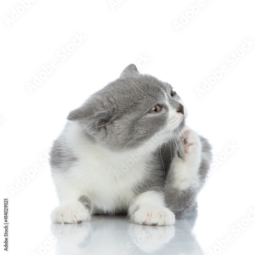 Fototapeta Naklejka Na Ścianę i Meble -  cute british shorthair cat scratching her chin