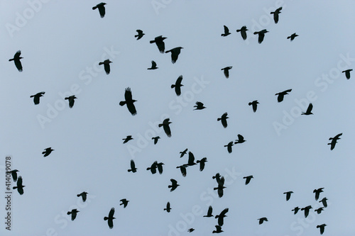 Silhouettes of Crows Flying in the Grey Sky