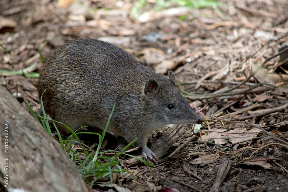 the Southern brown bandicoot is a small marsupial the Southern brown bandicoot is a small marsupial