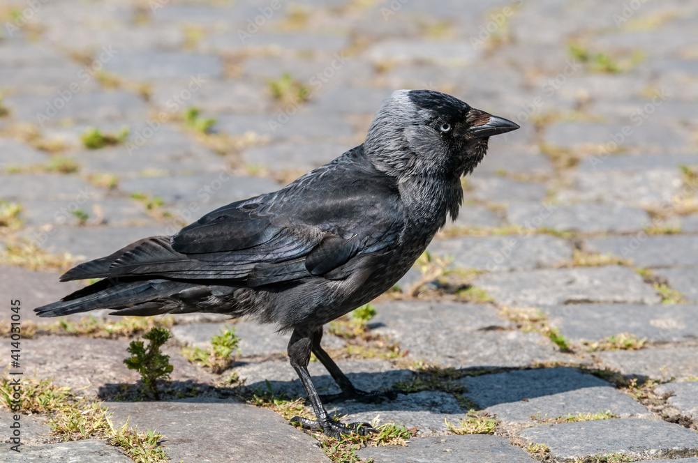 Western Jackdaw (Corvus monedula) in park, Husum, Schleswig-Holstein, Germany Western Jackdaw (Corvus monedula) in park, Husum, Schleswig-Holstein, Germany