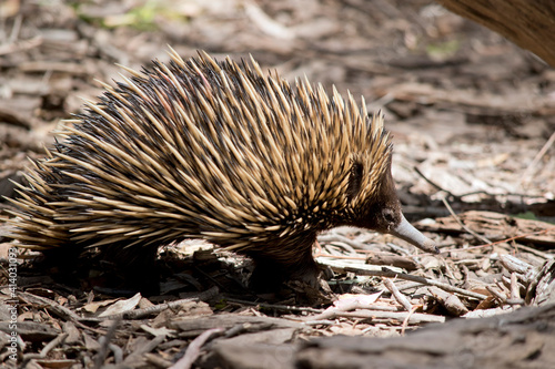 Fotografi this is a side view of an echidna