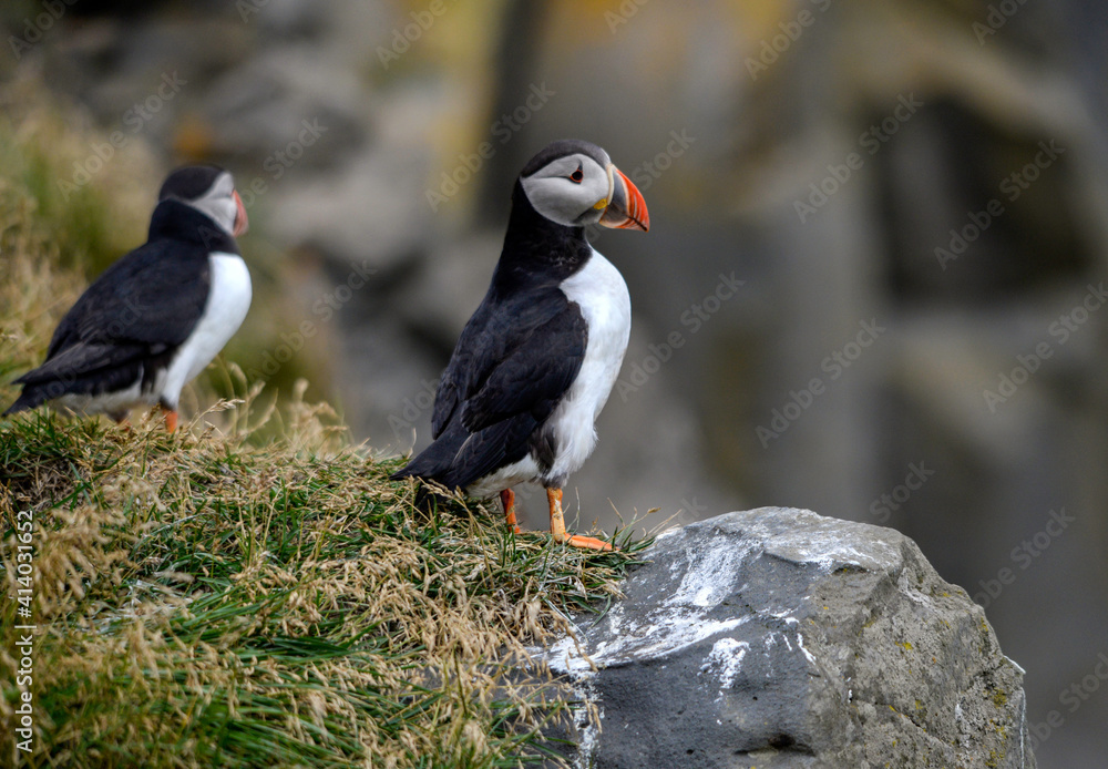 Fototapeta premium The Atlantic puffin, also known as the common puffin