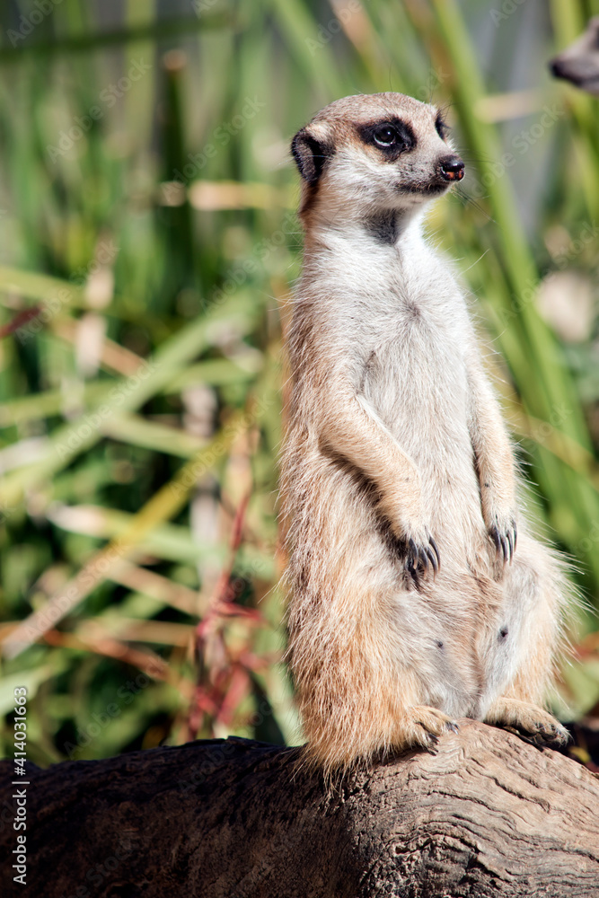 Fototapeta premium the meerkat is standing guard checking for preditors