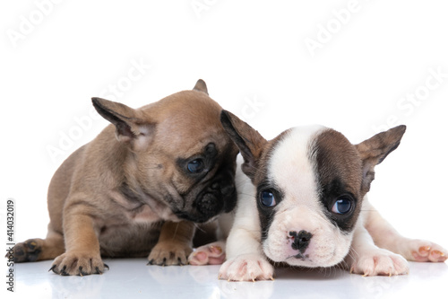 fawn french bulldog dog wispering something to his friend photo