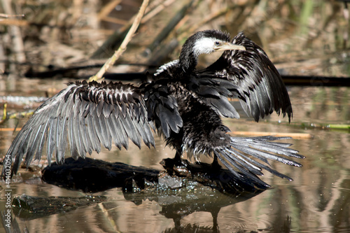 the pied cormorant is drying it wings in the sun © susan flashman