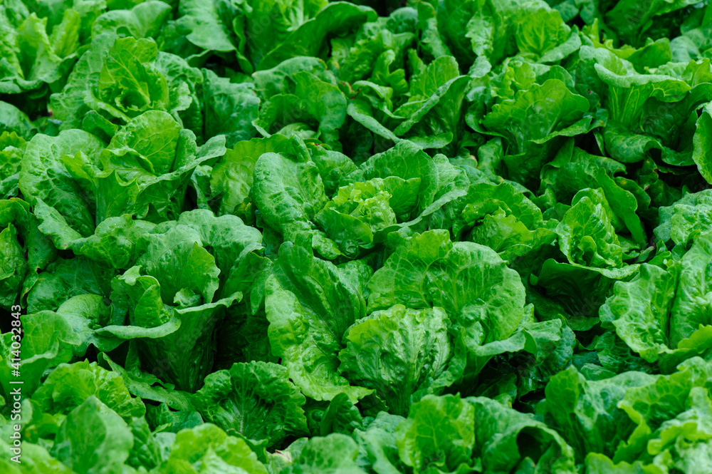 Green lettuce in growth at vegetable garden Green lettuce in growth at vegetable garden
