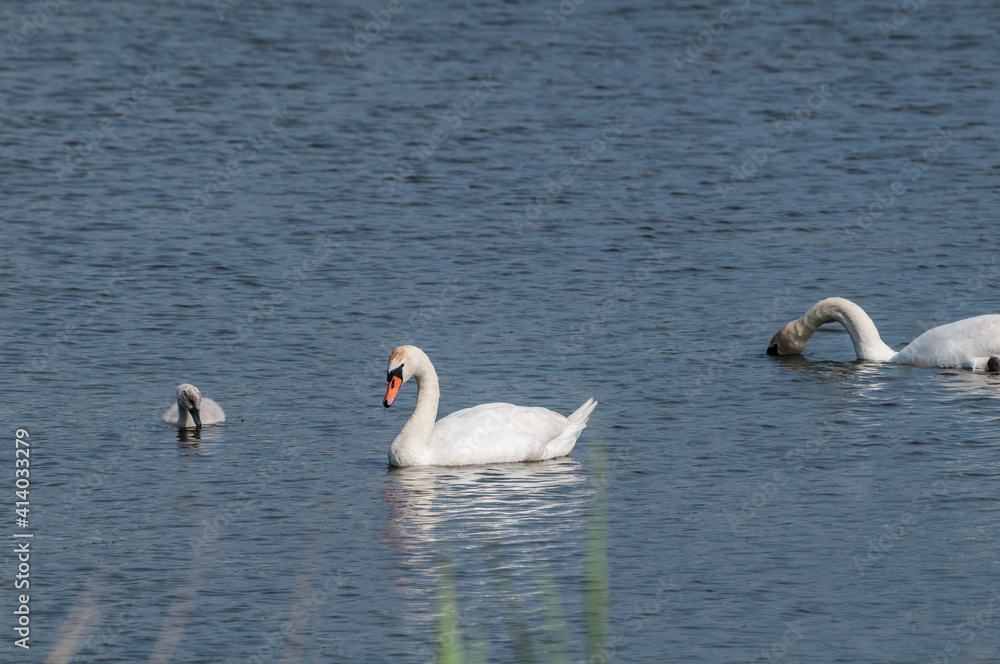  Mute Swans (Cygnus olor) with cygnet in lake, Schleswig-Holstein, Germany