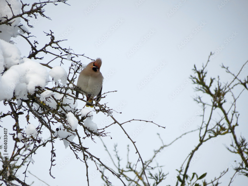 robin on a branch