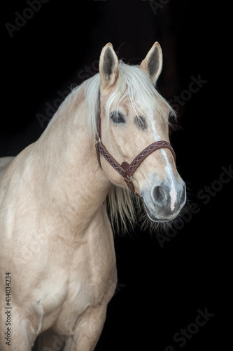 Portrait of a Palomino horse on black background. 