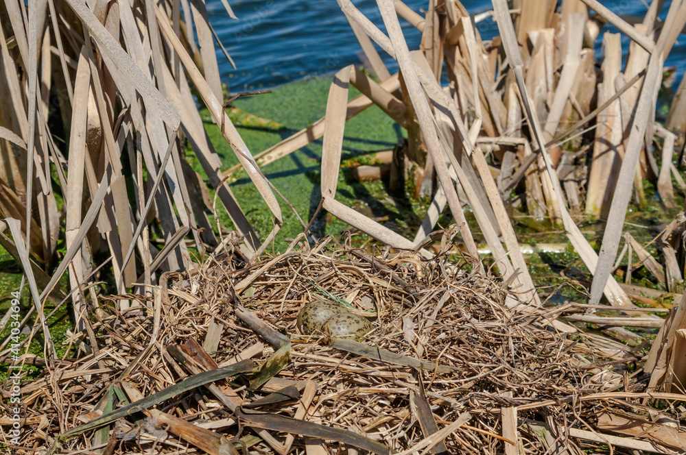 Black-headed Gulls (Larus ridibundus) nest at colony, Moscow region, Russia Black-headed Gulls (Larus ridibundus) nest at colony, Moscow region, Russia