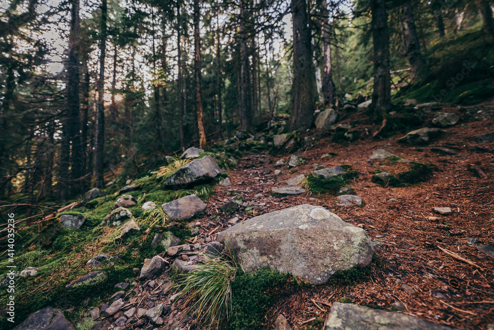 A rocky area next to a forest A rocky area next to a forest