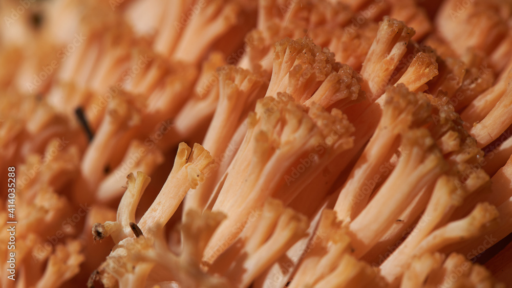 Ramaria Botrytis, commonly known as cluster coral, pink-tipped coral mushroom, or cauliflower coral, is an edible species of coral fungus in the family Gomfova, Ramaria Botrytis, commonly known as cluster coral, pink-tipped coral mushroom, or cauliflower coral, is an edible species of coral fungus in the family Gomfova,