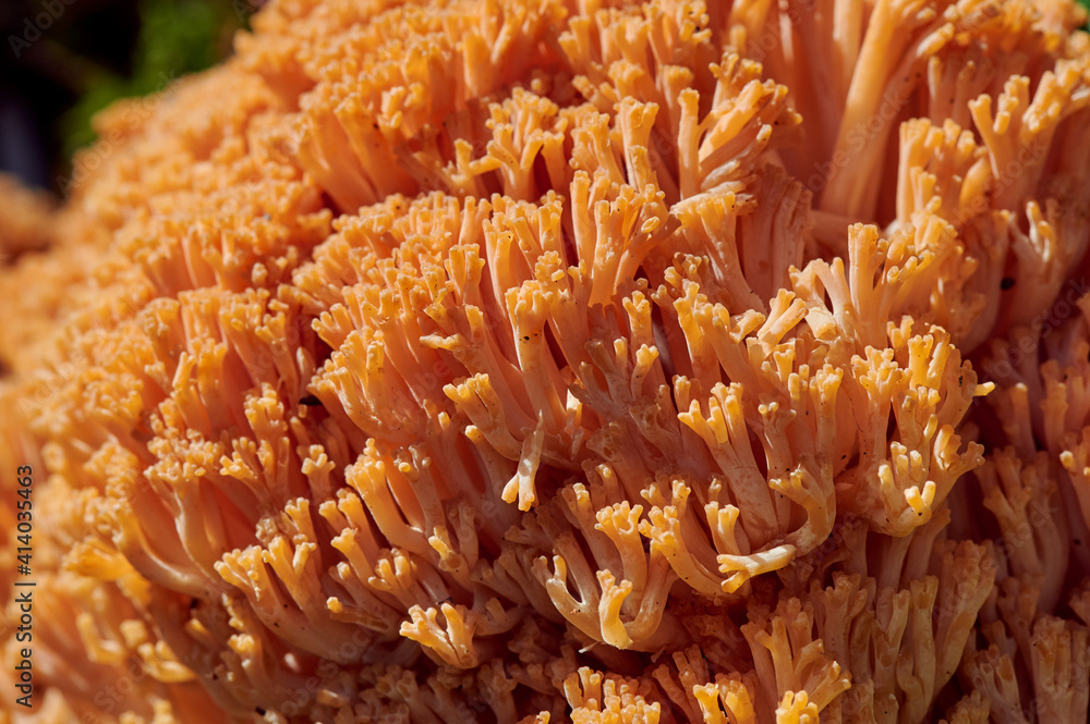 Ramaria Botrytis, commonly known as cluster coral, pink-tipped coral mushroom, or cauliflower coral, is an edible species of coral fungus in the family Gomfova, Ramaria Botrytis, commonly known as cluster coral, pink-tipped coral mushroom, or cauliflower coral, is an edible species of coral fungus in the family Gomfova,