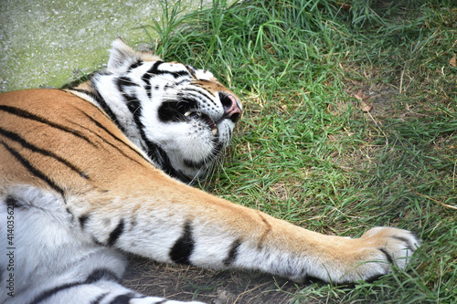 Fototapeta Naklejka Na Ścianę i Meble -  a large striped tiger sleeps in the afternoon on the green grass