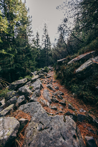 A close up of a rock next to a tree